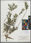 Foto von Salix repens subsp. rosmarinifolia (L.) Andersson